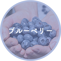 ブルーベリー